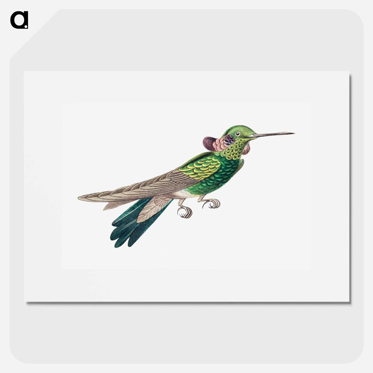 Colorful vintage hummingbird illustration - エルンスト ヘッケル Poster.
