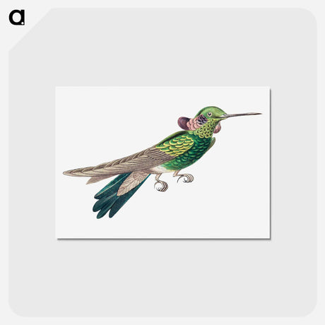 アートポストカード-Colorful vintage hummingbird illustration - エルンスト ヘッケル Postcard.