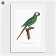 1-68_Francois-Levaillant_picture