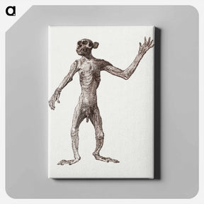 アートパネル-Monkey Standing, Anterior View
 - ジョージ スタッブス Canvas.