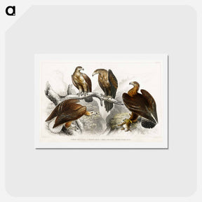 アートポストカード-Eagles from Animated Nature
 - ゴールドスミスの生き生きとした自然 Postcard.