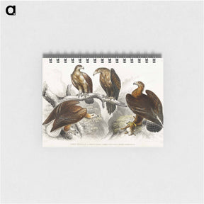 アートメモ帳-Eagles from Animated Nature
 - ゴールドスミスの生き生きとした自然 Memo.