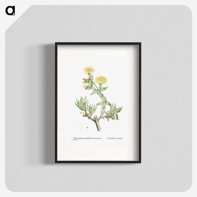 1-68_Histoire-des-Plantes-Grasses_blk