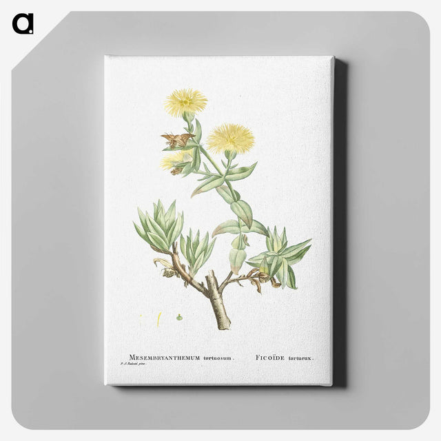 1-68_Histoire-des-Plantes-Grasses_canvas