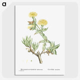 1-68_Histoire-des-Plantes-Grasses_picture-crop