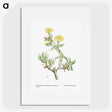 1-68_Histoire-des-Plantes-Grasses_picture