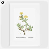 1-68_Histoire-des-Plantes-Grasses_picture