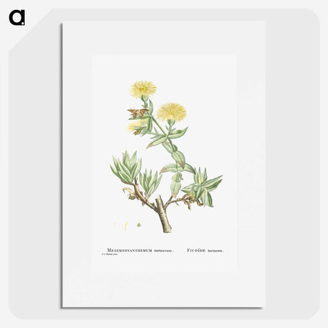 1-68_Histoire-des-Plantes-Grasses_picture