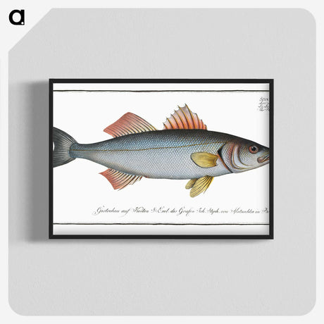1-68_Ichtyologie-ou-Histoire-naturelle_blk-crop