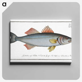 1-68_Ichtyologie-ou-Histoire-naturelle_canvas
