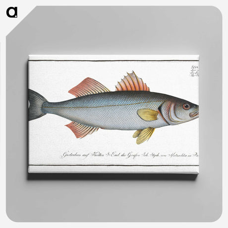 1-68_Ichtyologie-ou-Histoire-naturelle_canvas