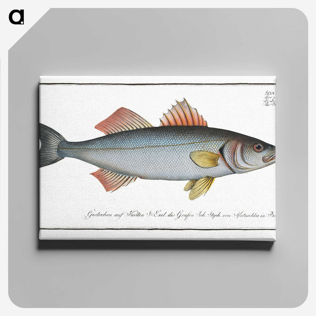 1-68_Ichtyologie-ou-Histoire-naturelle_canvas