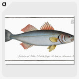 1-68_Ichtyologie-ou-Histoire-naturelle_picture-crop