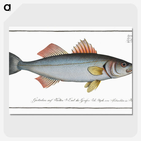 1-68_Ichtyologie-ou-Histoire-naturelle_picture-crop