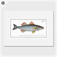 1-68_Ichtyologie-ou-Histoire-naturelle_picture