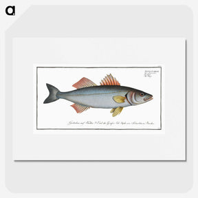 1-68_Ichtyologie-ou-Histoire-naturelle_picture