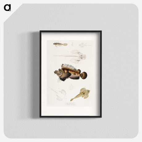 1-68_Indian-Zoology_blk