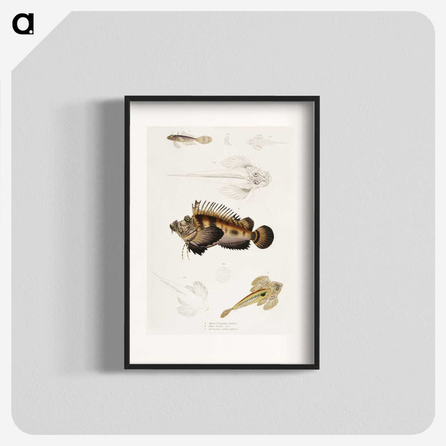 1-68_Indian-Zoology_blk