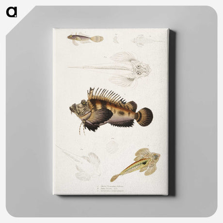1-68_Indian-Zoology_canvas