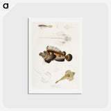 1-68_Indian-Zoology_hagaki