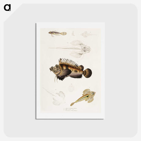 1-68_Indian-Zoology_hagaki