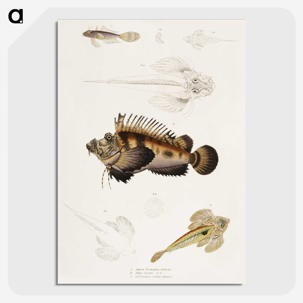 1-68_Indian-Zoology_picture-crop