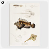 1-68_Indian-Zoology_picture-crop