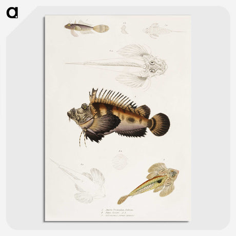 1-68_Indian-Zoology_picture-crop