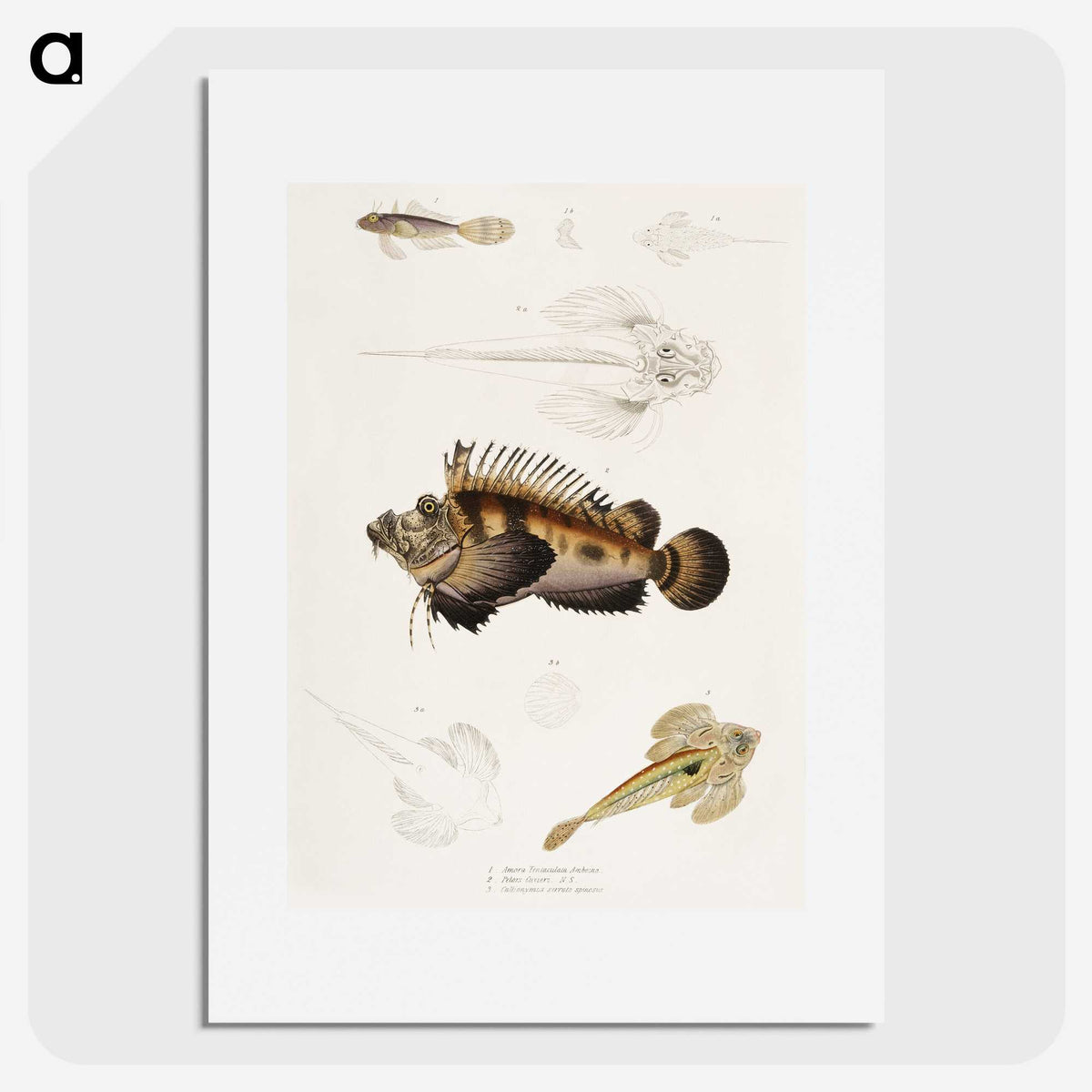 1-68_Indian-Zoology_picture