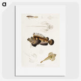 1-68_Indian-Zoology_picture
