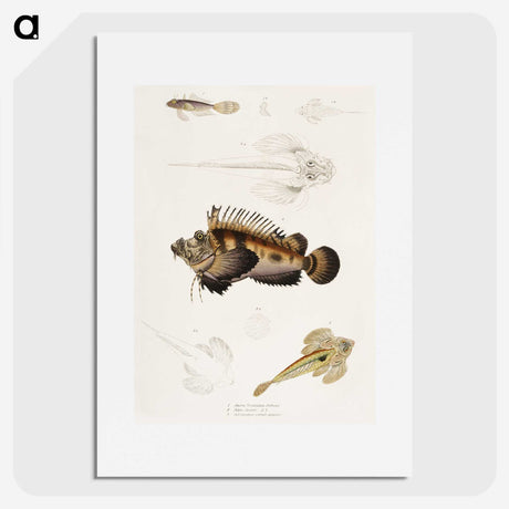 1-68_Indian-Zoology_picture
