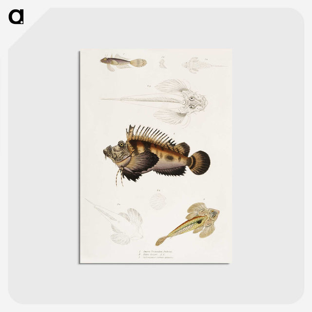 1-68_Indian-Zoology_postcard