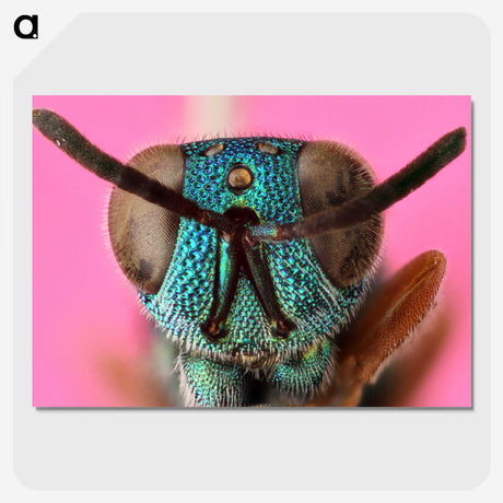 1-68_Insects-Unlocked-Project_picture-crop
