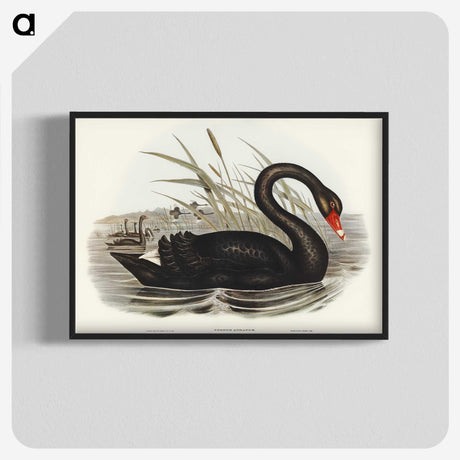 1-68_John-Gould_blk-crop