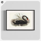 1-68_John-Gould_blk