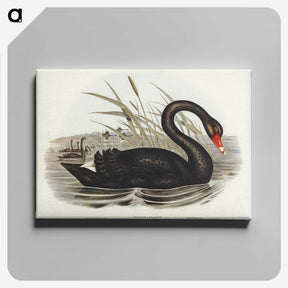 1-68_John-Gould_canvas