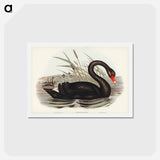 アートポストカード-Black Swan
 - ジョン グールド Postcard.