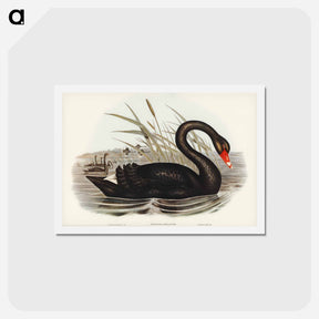 アートポストカード-Black Swan
 - ジョン グールド Postcard.