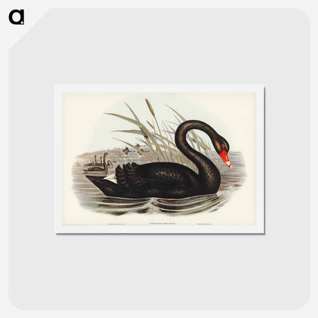 アートポストカード-Black Swan
 - ジョン グールド Postcard.