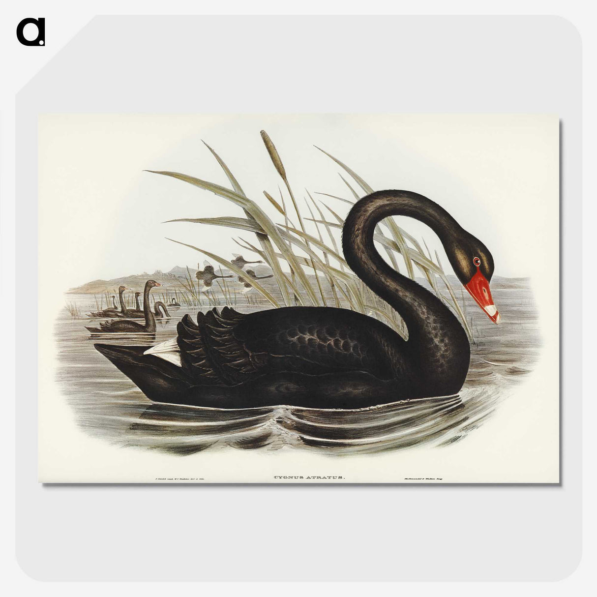 1-68_John-Gould_picture-crop