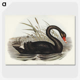 1-68_John-Gould_picture-crop