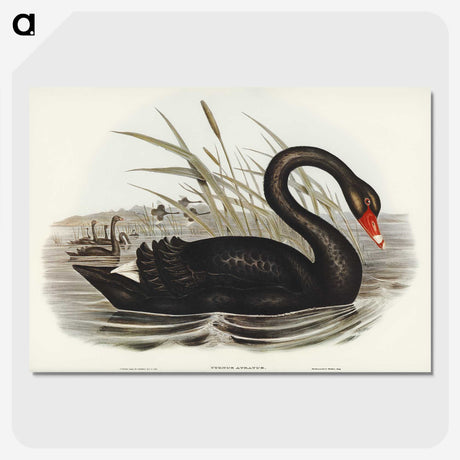1-68_John-Gould_picture-crop