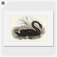 1-68_John-Gould_picture