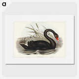 1-68_John-Gould_picture