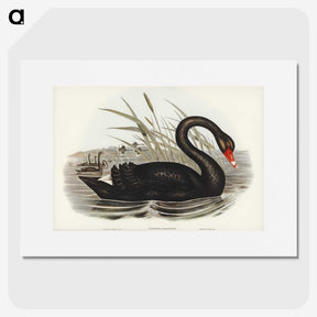 1-68_John-Gould_picture