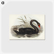 1-68_John-Gould_postcard