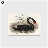 アートポストカード-Black Swan
 - ジョン グールド Postcard.