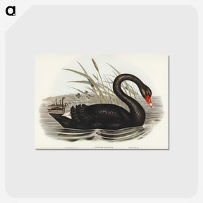 1-68_John-Gould_postcard
