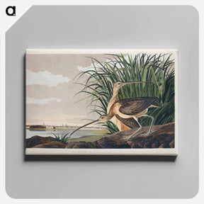 アートパネル-Long-billed Curlew
 - ジョン ジェームス オーデュボン Canvas.