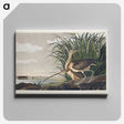 1-68_John-James-Audubon_canvas
